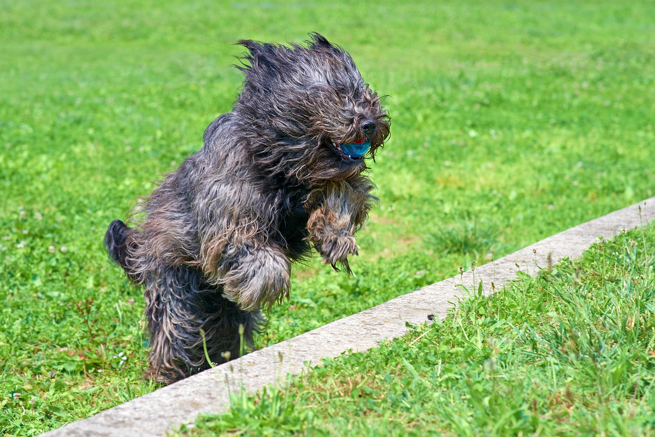 Bergamasco