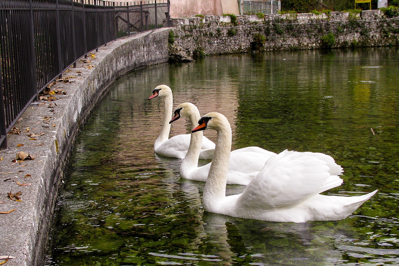 Fontanile