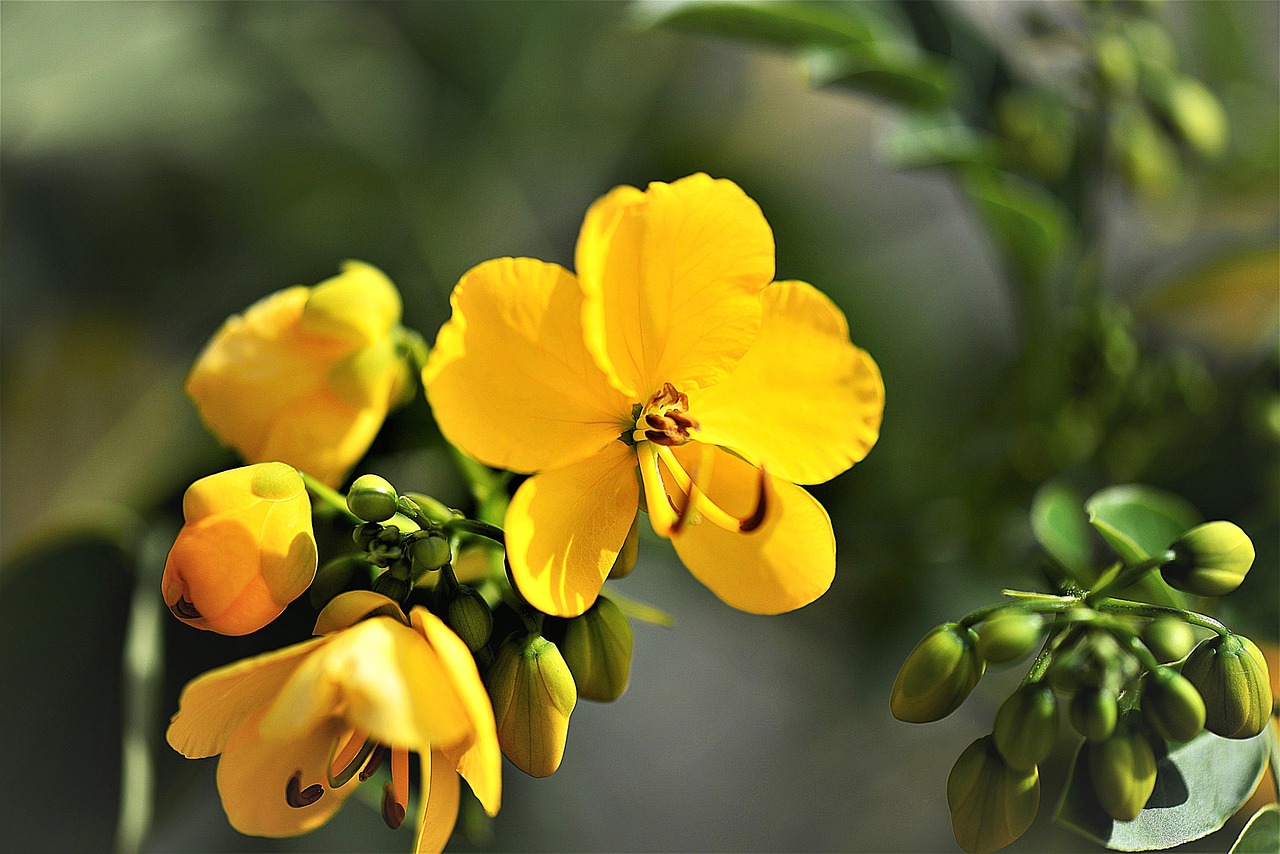 Senna Comasco
